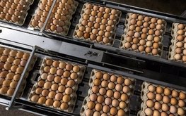 В Пензенской области растёт производство продукции животноводства