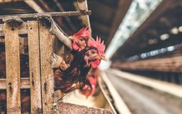 В Бангладеш растёт спрос на корма для кур-несушек