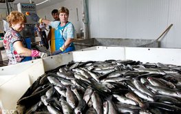 В Северной Осетии планируют производить 30 тысяч тонн товарной рыбы в год