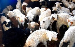 В Республике Алтай началась окотная кампания