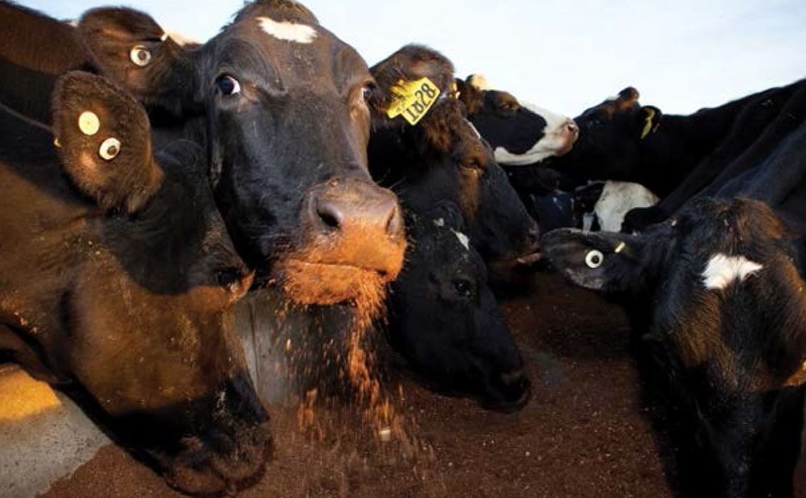 Росстат отметил рекордное использование зерна на корм скоту