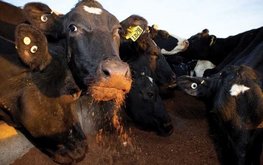 Росстат отметил рекордное использование зерна на корм скоту