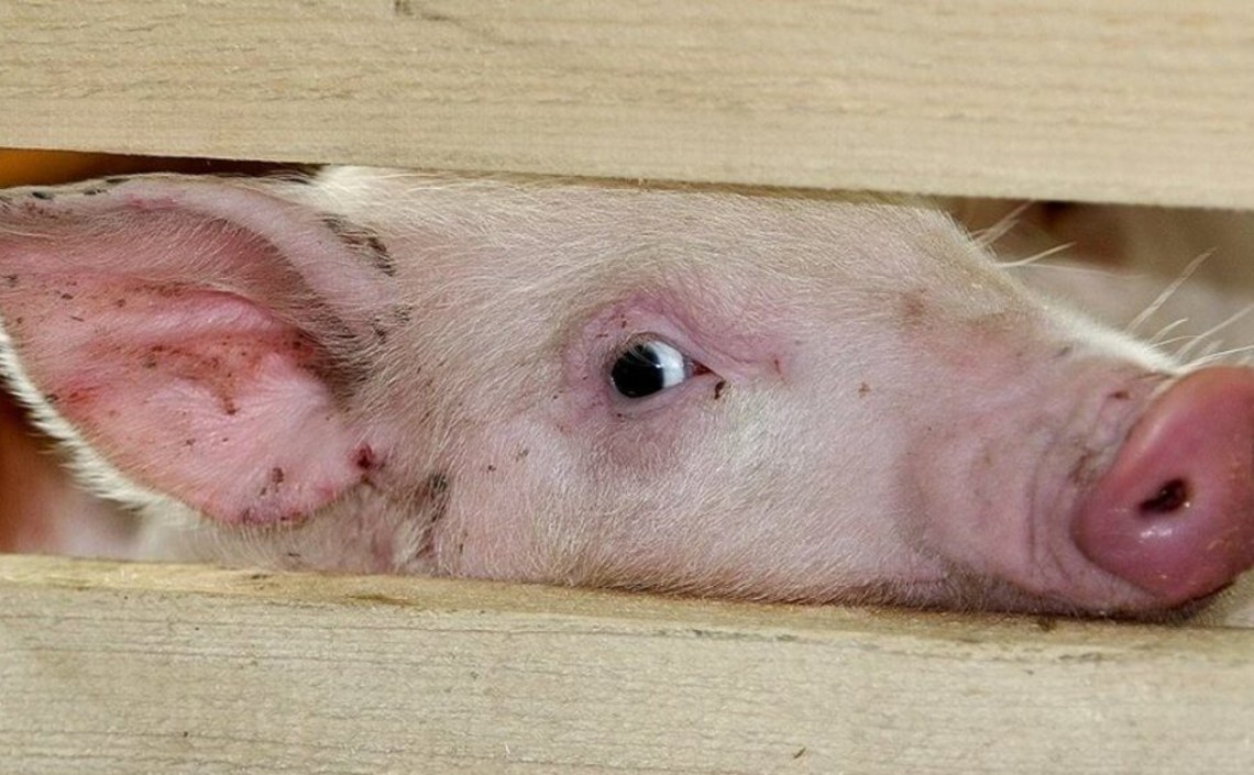 Прогноз производства свинины снижен из-за вспышек АЧС