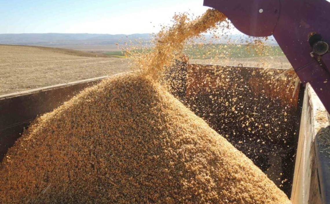 В Забайкалье в два раза увеличилась ставка субсидии на посев кормовых культур
