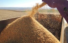 В Забайкалье в два раза увеличилась ставка субсидии на посев кормовых культур