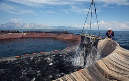 ЕС сосредоточится на органической аквакультуре