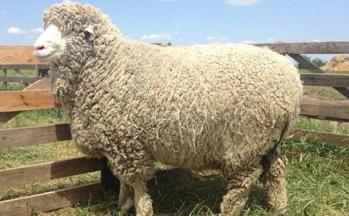 Северокавказская порода овец со Ставрополья отмечает 61-летие