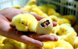 Российские учёные предложили эффективную технологию для птицеферм