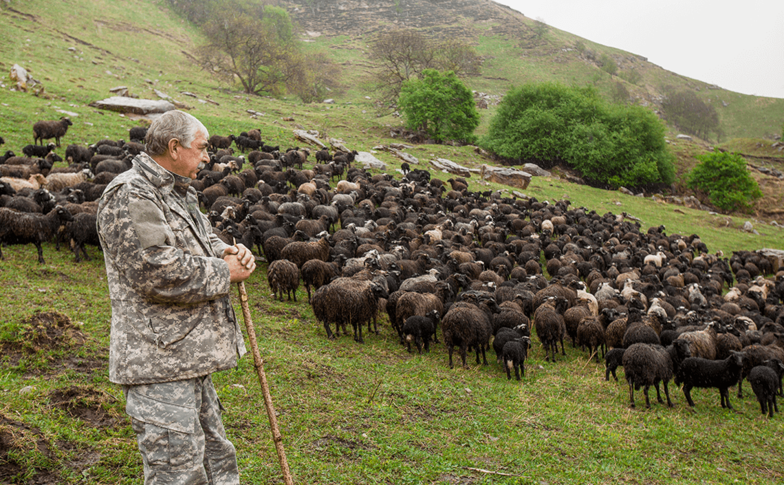 «Дамате» построит откормочную площадку на 50 тысяч голов овец в Карачаево-Черкессии