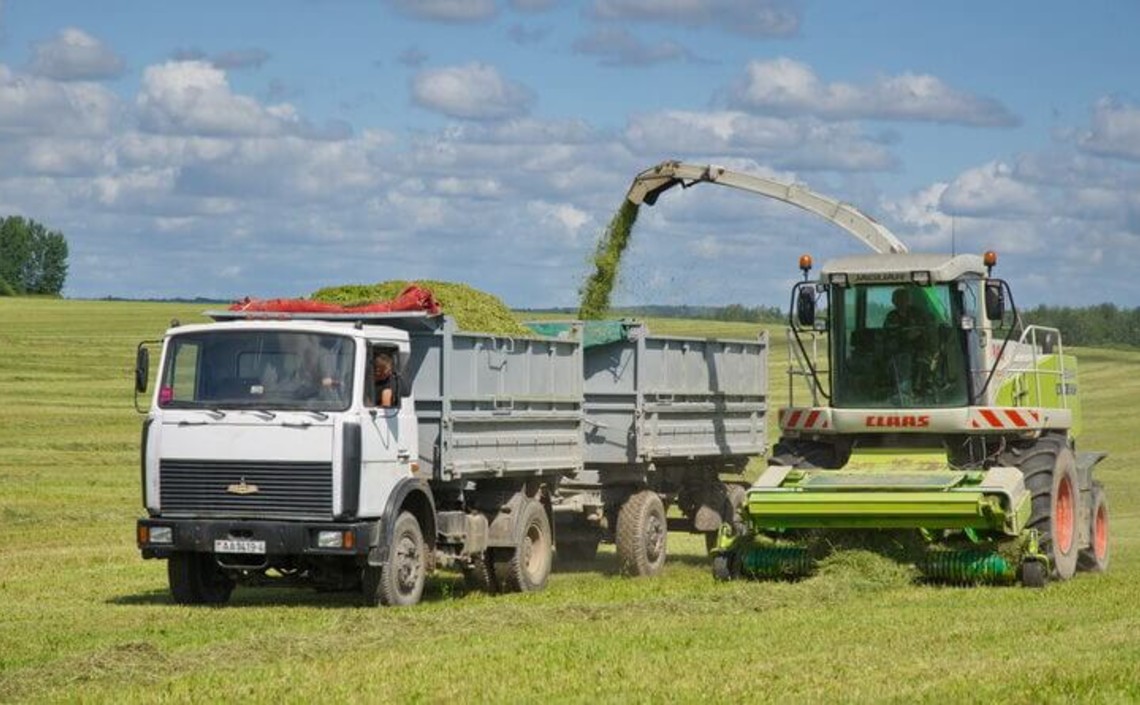 Ученые-аграрии в Беларуси разработали 12 видов кормовых трав