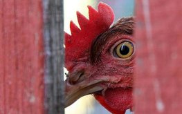 Сокращение субсидий на комбикорма вызвало рост цен на мясо птицы в Иране