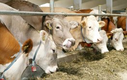 В Липецкой области растёт продуктивность коров