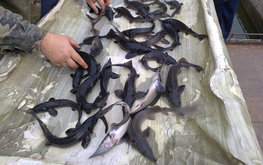 В Якутии будет создан генофонд всех видов рыб для дальнейшего зарыбления рек