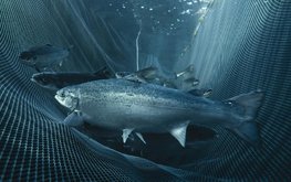 Alfa Laval стала партнером в инновационном проекте по разведению рыбы