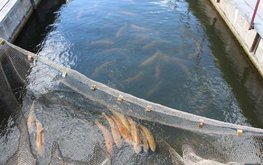 Рыбоводам приготовили акватории в Ленобласти