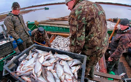За первые три месяца года новгородские рыбоводы вырастили 314 тонн товарной рыбы