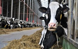 За первый квартал года в Татарстане произведено 349 тыс. тонн молока