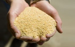 Иран увеличит импорт соевого шрота