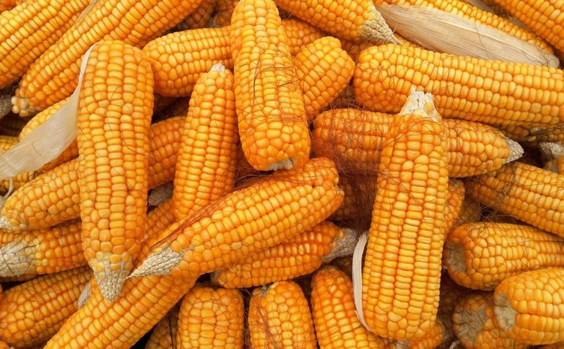 Цены на кукурузу снова растут