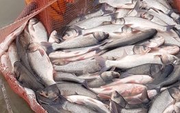 На Ставрополье увеличилось производство амура