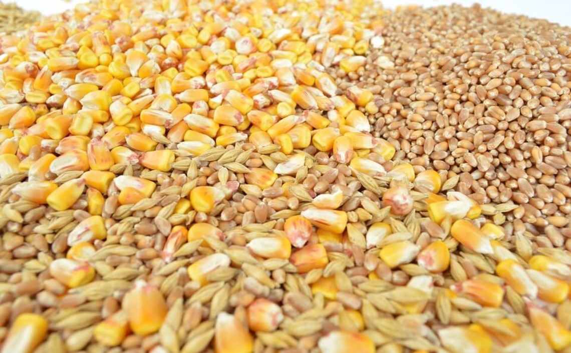 Бразильские производители мяса перешли с кукурузы на пшеницу в качестве корма для скота