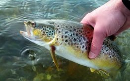 Туркменская компания начала строительство фермы по разведению форели