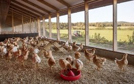 Норвежская птицеводческая компания отказывается от сои в качестве корма для бройлеров
