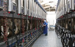 Государственные инвестиции в производство молока на Кубани превысят 1 млрд рублей