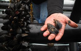 Крупнейшая в России ферма по выращиванию мидий появится в Карелии