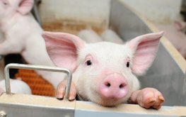 Производство свиней в России за январь-апрель 2021 года увеличилось на 2,1%