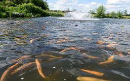 В Курской области работает форелевая ферма