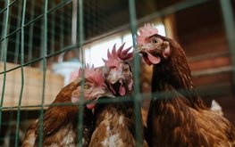 Иранские птицеводы страдают от нехватки кормов