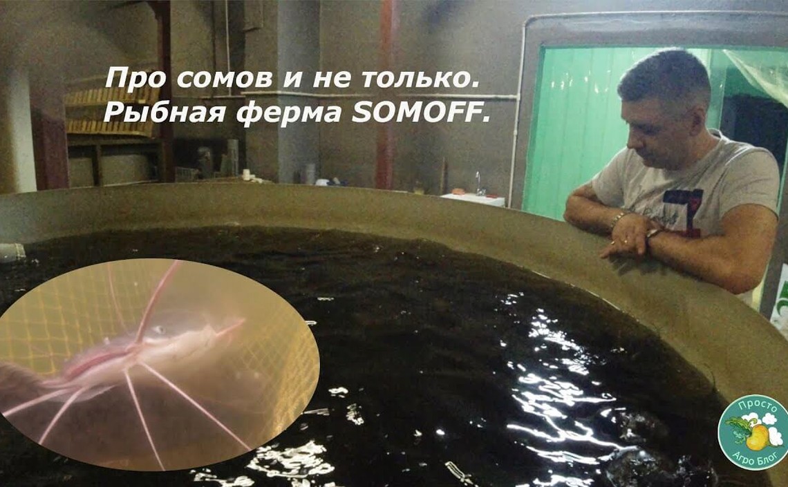 Про сомов и не только. Рыбная ферма SOMOFF