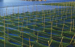 Бахрейн стремится в лидеры по выращиванию и экспорту морских водорослей