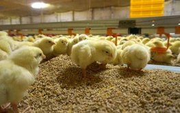 Росагролизинг: животноводы обеспечены отечественными комбикормами