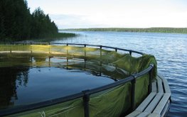 Развитие аквакультуры и охрана водных биоресурсов включены в новую Стратегию нацбезопасности