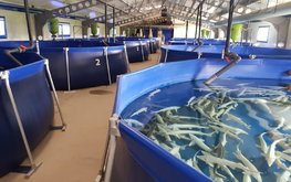 Аквакультурные хозяйства Грузии увеличили производство сомов