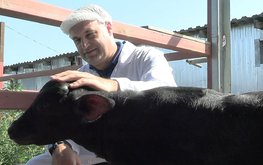 На поддержку племенного животноводства на Ставрополье направили 166 миллионов рублей