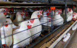 Цены на комбикорма в Украине выросли в 5 раз за последние 8 лет