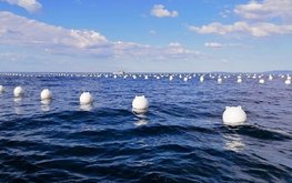 &laquo;Морские огороды&raquo; Приморья страдают от жары