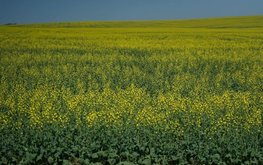 Сельхозпредприятия Иркутской области расширяют ассортимент масличных