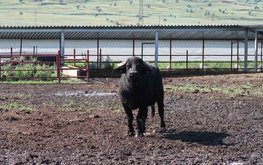 В Ставропольском крае на буйволиную ферму завезли новых обитателей