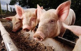ЕС снял запрет на использование побочных продуктов животного происхождения в кормах для свиней