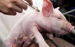 Правительство поддержало законопроект об ужесточении контроля за антибиотиками в АПК