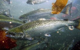 Ежеквартальный отчет о мировых рынках морепродуктов: ЛОСОСЕВЫЕ