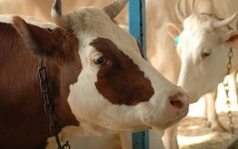 В Липецкой области растёт продуктивность дойного стада