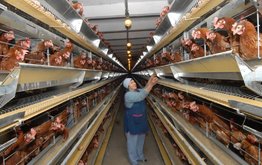 Птицеводам компенсируют до 20% затрат на создание племенных комплексов