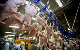 Производство мяса в Подмосковье выросло на 5.6 тыс. тонн