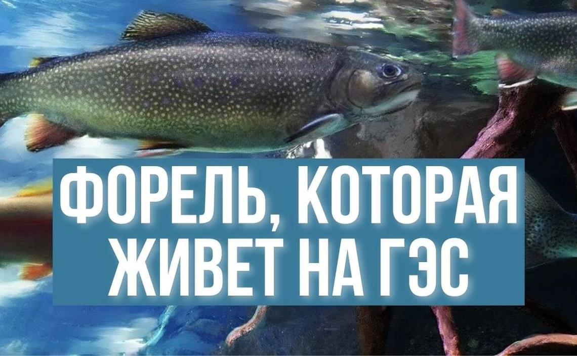 Рыбзавод на 50-метровой глубине. Видео