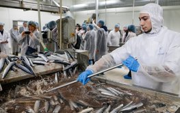 В Ленобласти появится крупное рыбоперерабатывающее предприятие